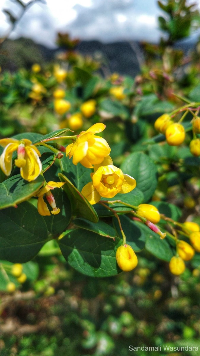 Berberis ceylanica C.K.Schneid.